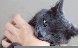 梦见猫咬我(梦见猫咬我是什么意思)