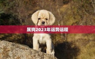 属狗2023年的运势(属狗2023年的运势及运程)