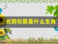 光阴似箭是什么生肖(光阴似箭打一生肖动物)