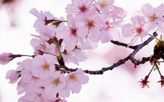 3月27(3月27日的避难所)
