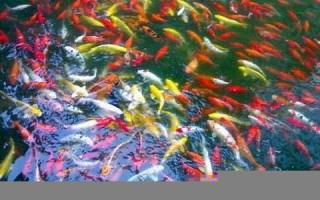 梦见许多鱼(梦见鱼好不好)