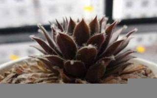二月十六(二月十六号)