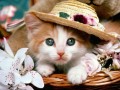 梦见猫(梦见猫是好事还是坏事)