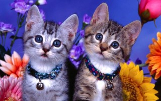 梦见猫(梦见猫是好事还是坏事)