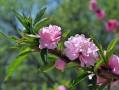 7月17日(7月17日生日是什么星座)