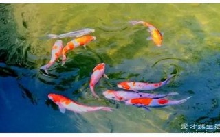 梦到鱼(梦到鱼和水预示着什么)