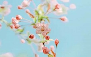 11月18日是什么星座(11月2日是什么星座)