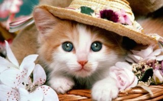 梦见黑猪(梦见黑猪是怎么回事)