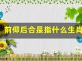 前仰后合是指什么生肖(前仰后合是指什么生肖呢图片)