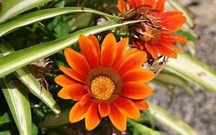 周公解梦 梦见花(周公解梦梦见花蛇是什么意思)