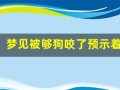 梦见被够狗咬了预示着什么(梦见被够狗咬了预示着什么周公解梦孕妇)