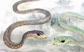 属蛇的命运(2025年属蛇的命运)
