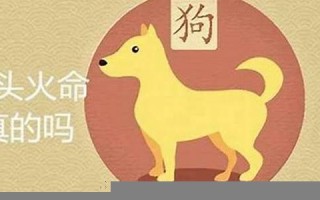 属狗人出生日的命运(属狗人出生日命运时辰)