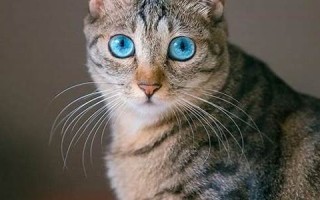 梦见猫什么意思(女人梦见满屋子的猫)