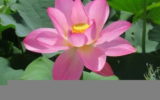 属鸡在龙年2024运气(属鸡在龙年2024运气男)