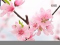 3月21日(3月21日什么日子)