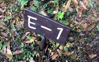 2016年11月16日(2016年11月16日出生的男孩)